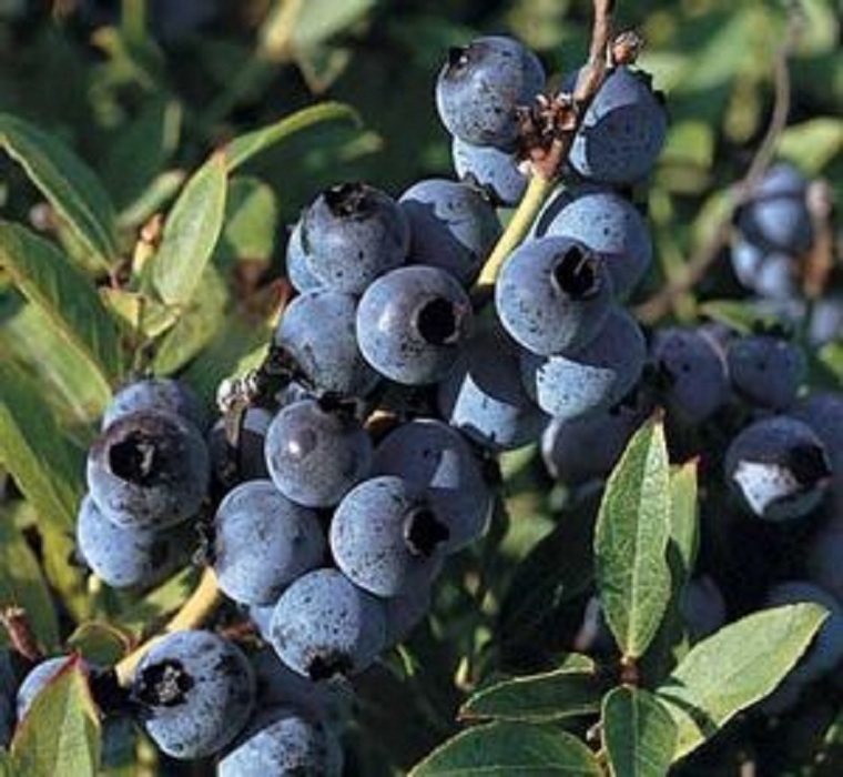 Vaccinium angustifolium Tophat Top Hat Dwarf Blueberry fruit LIVE PLANT