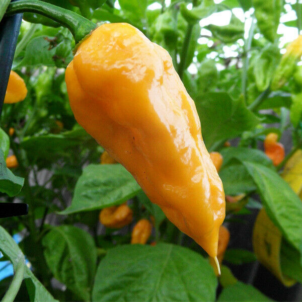Carolina Reaper Seeds /"All Included in Growing kit/" Grow Carolina Reaper Pepper