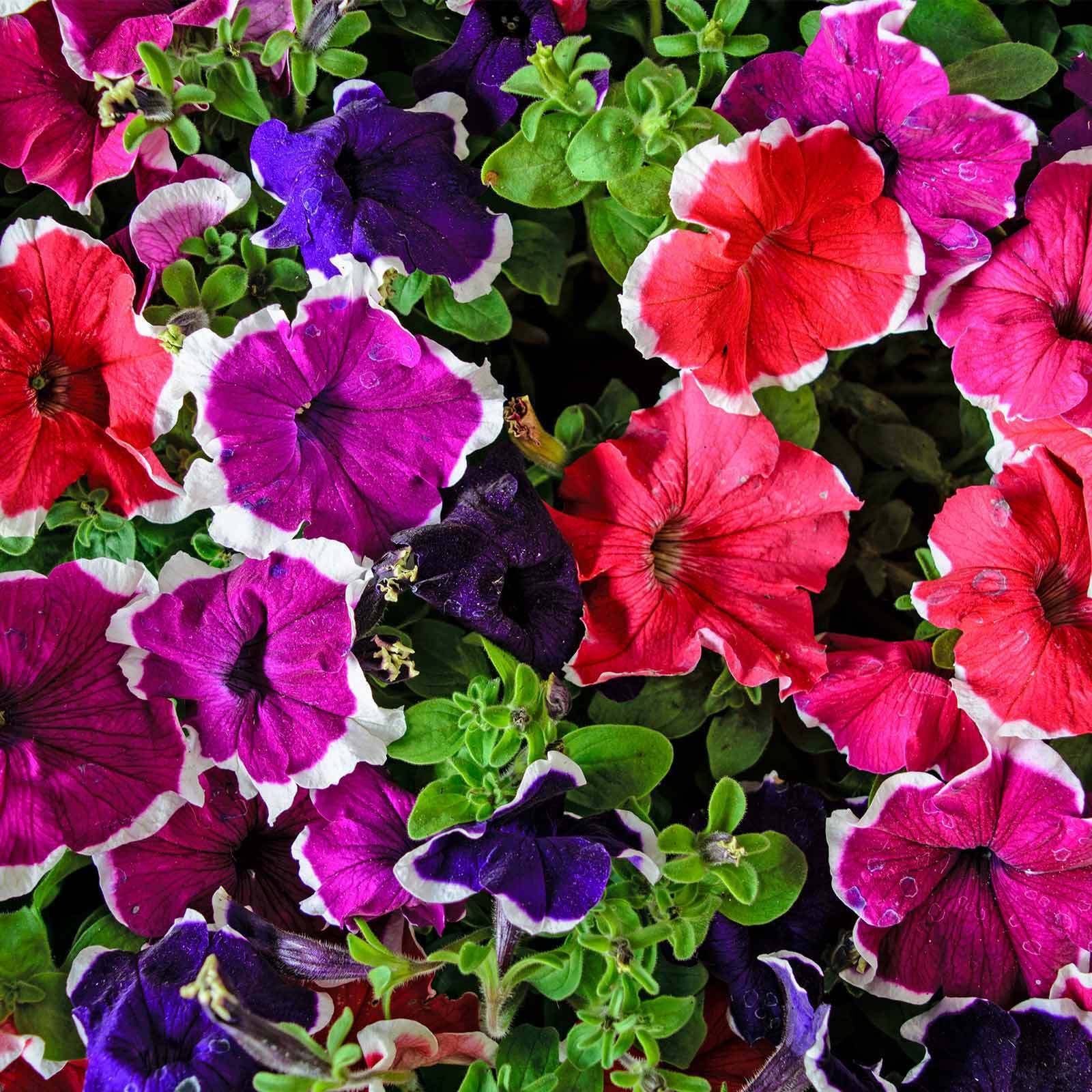 Mix Petunia Hulahoop Flower Garden Seed 1000 Pelleted