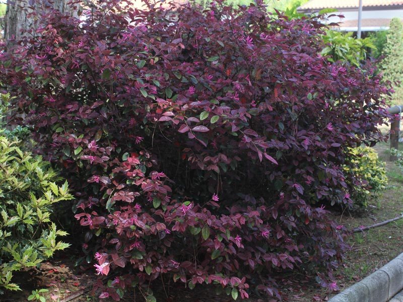 Chinese Fringe Flower Aka Loropetalum C.'Rubrum' Live Plant Fit 05