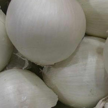 Ship From Us Southport White Globe Onion Seeds ~8 Oz Packet Seeds - NON-GMO TM11 - $123.56