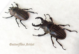Fighting Stag Beetles Odontolabis Striata Pair RARE Framed Entomology Shadowbox - $89.99