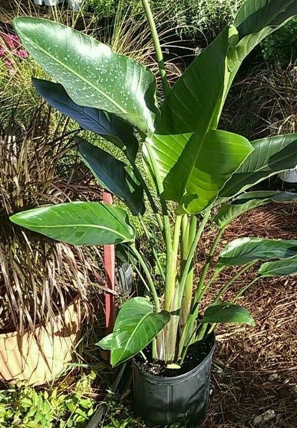 White Bird of Paradise 4 Foot Tall Strelitzia Nicolae with 2 gallon ...