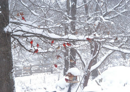 &quot;Cardinal Gathering,&quot; an A. Rose Designs (tm) note card - $5.95+