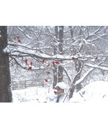 &quot;Cardinal Gathering,&quot; an A. Rose Designs (tm) note card - $5.95+