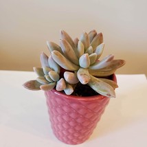 Pink Ceramic Planter with Darley Sunshine Succulent, Graptosedum Francisco Baldi image 3