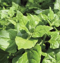 New Zealand Spinach (30-12,800) Seeds Tetragonia Bulk Drought &amp; Heat tol... - $1.95+