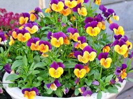 600 Seeds JOHNNY JUMP UP Wildflower Spring/Fall Blooms Garden/Patio Containers - $16.50