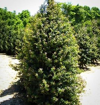 Dragon lady Holly 1 quart pot image 3