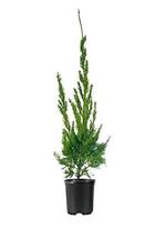 Hollywood Juniper - Juniperus Chinensis Torulosa - 1 Live Quart Size Tree - Drou - $32.98