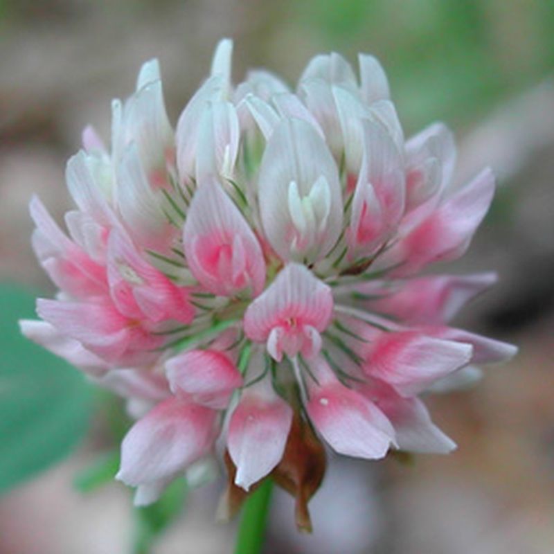 SHIP From US, 100 Seeds Alsike Clover Seeds, DIY Perennial Flower AM ...