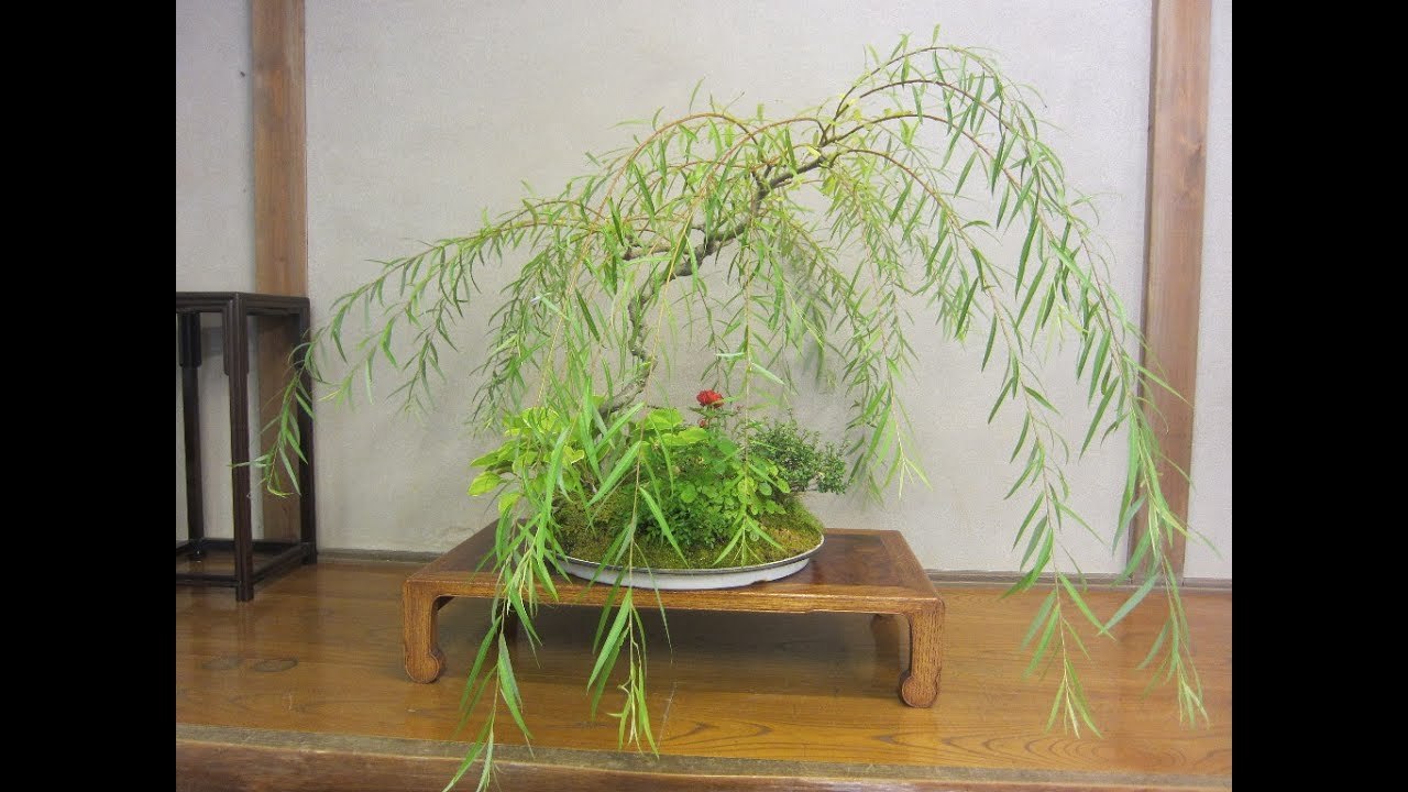 Bonsai Tree Dwarf Weeping Willow Live Plant Houseplant
