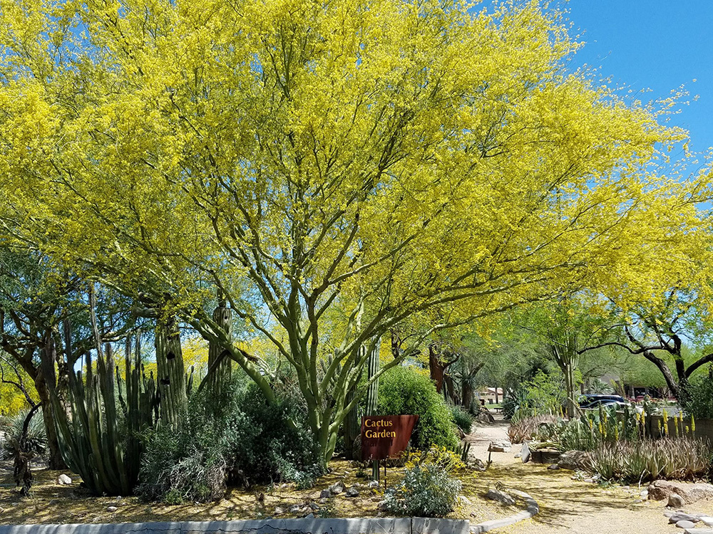 Desert Museum Thornless Palo Verde 40 Seeds Cercidium x 'Desert