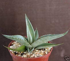 AGAVE GUIENGOLA exotic rare succulent plant bonsai outdoor caudex cactus... - $14.99