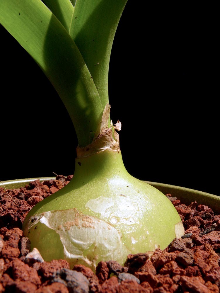 2" Pregnant Onion Plant Ornithogalum caudatum Bulb Cacti & Succulents