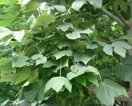 Firmiana Simplex (Chinese Parasol Tree) 10 seeds - $1.93