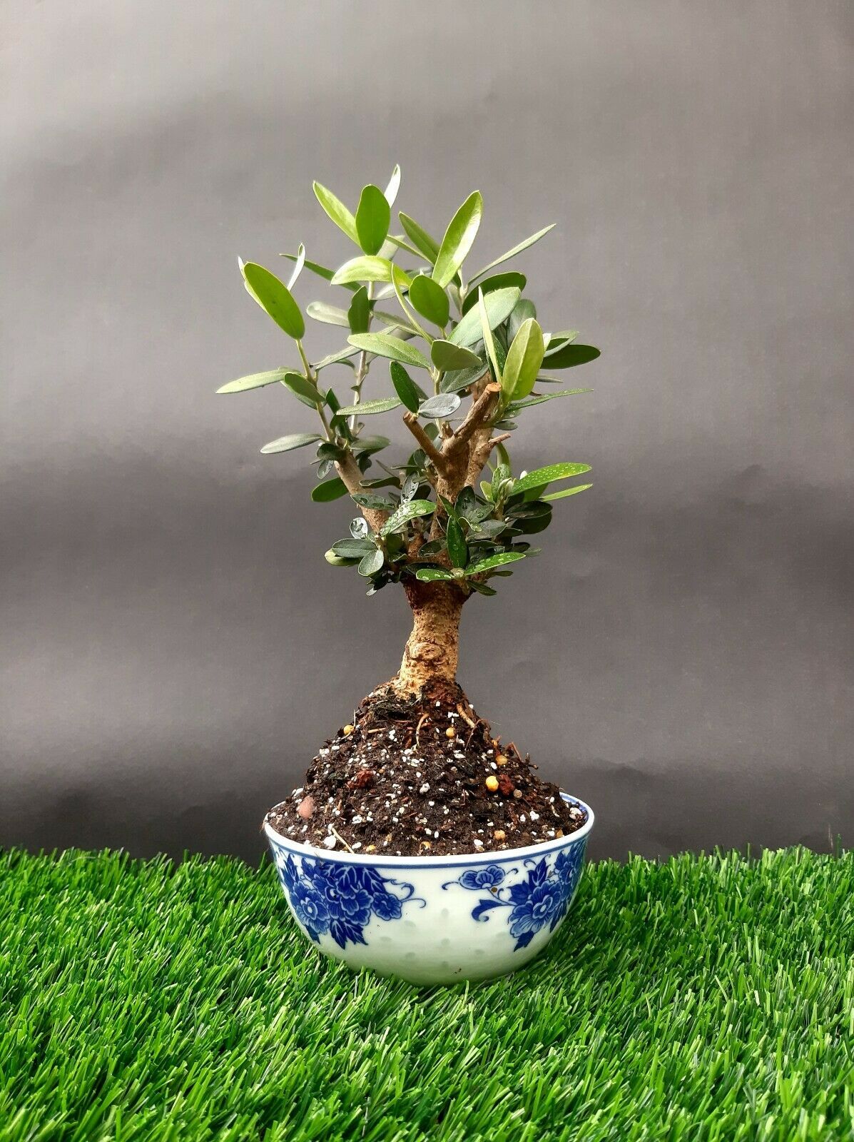 Olive tree Micro Bonsai - Special plant - From the private collection ...