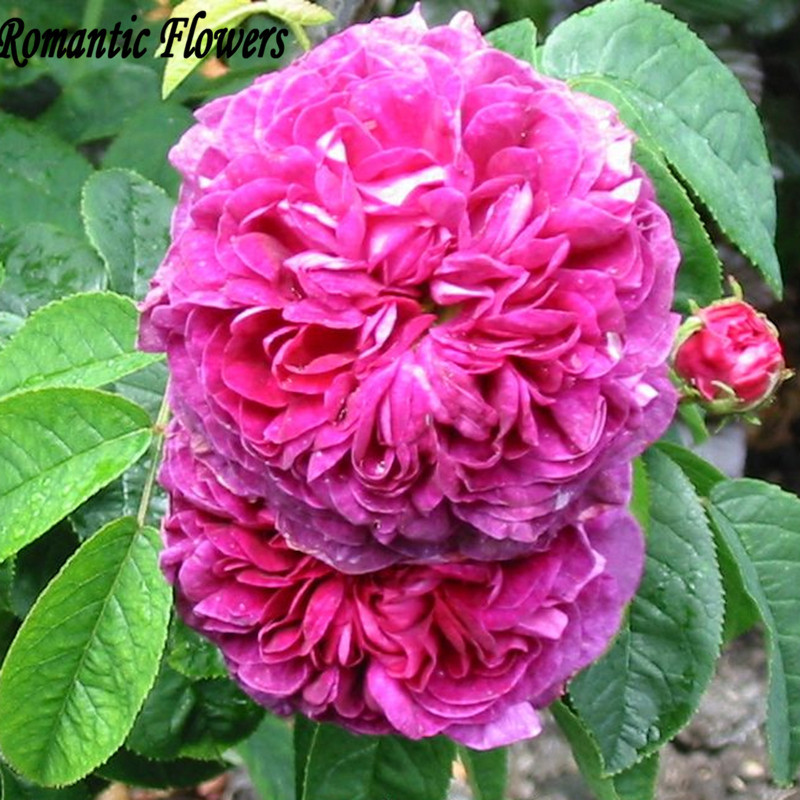 Heirloom Pink Damask Rose Bush Flower Seeds , 100 Seeds / Bag, Asaka