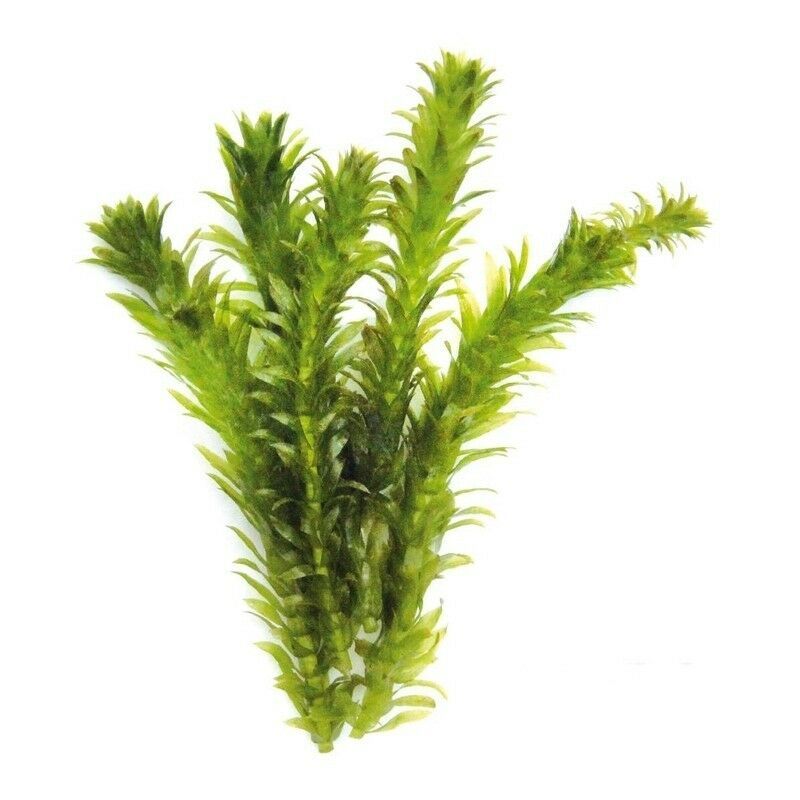 Anacharis Elodea Densa Egeria Bunch Live Aquarium Plants Water Fish 