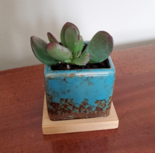 Blue Ice Crack Ceramic Succulent Planter with Live Jade Plant, Crassula Ovata