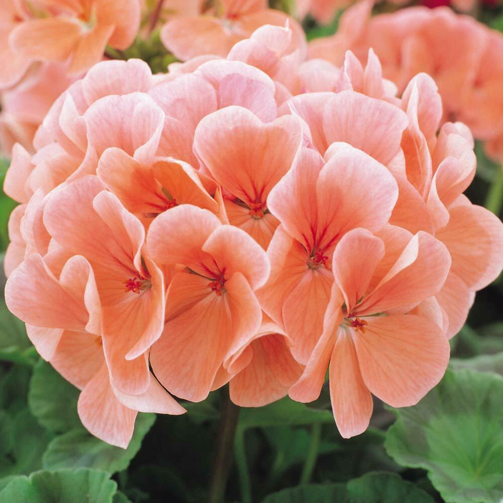 10 Peach Geranium Seeds Perennial Flowers Flower Seed Bloom Garden