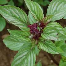 50Pcs Sweet Thai Basil Herb Seeds Ocimum Basilicum Seed - $19.27