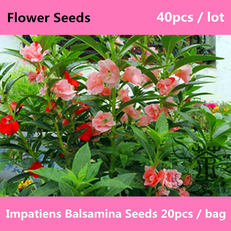 Impatiens Balsamina Seeds 40pcs, Feng Xian Hua, Garden Balsam Flower