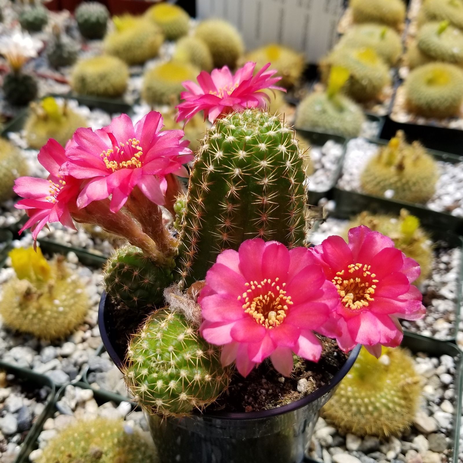 Chamelobibia rose quartz Cactus Cacti Succulent Real Live Plant - Cacti ...