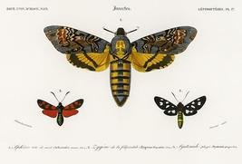 Hawk Moth (Acherontia Atropos) & Six-Spot Burnet - 1849 - Illustration Poster - $9.99+