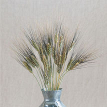Black Tip Wheat Ornamental Grass Seed  / Lowlander Grass  Flower Seeds - $17.00