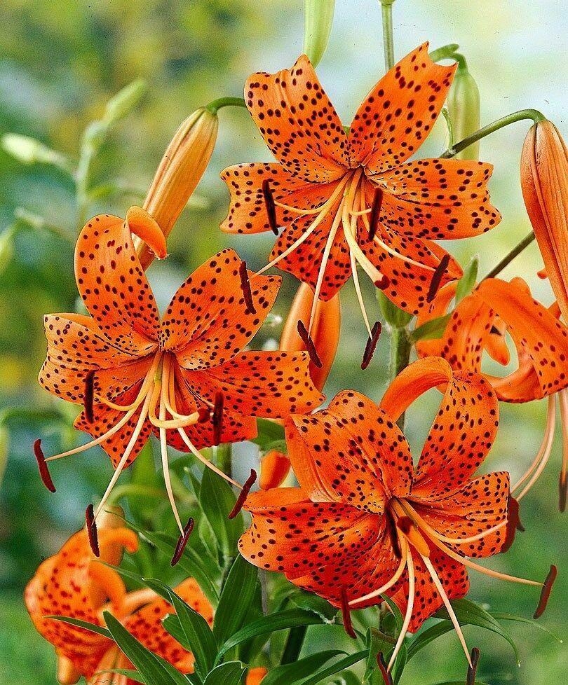 25 LILIUM TURKS CAP LILY FLOWER SEEDS PERENNIAL Plants Seedlings   S L1600 42bebb81 8b56 43f8 8729 093eb4d745ab 