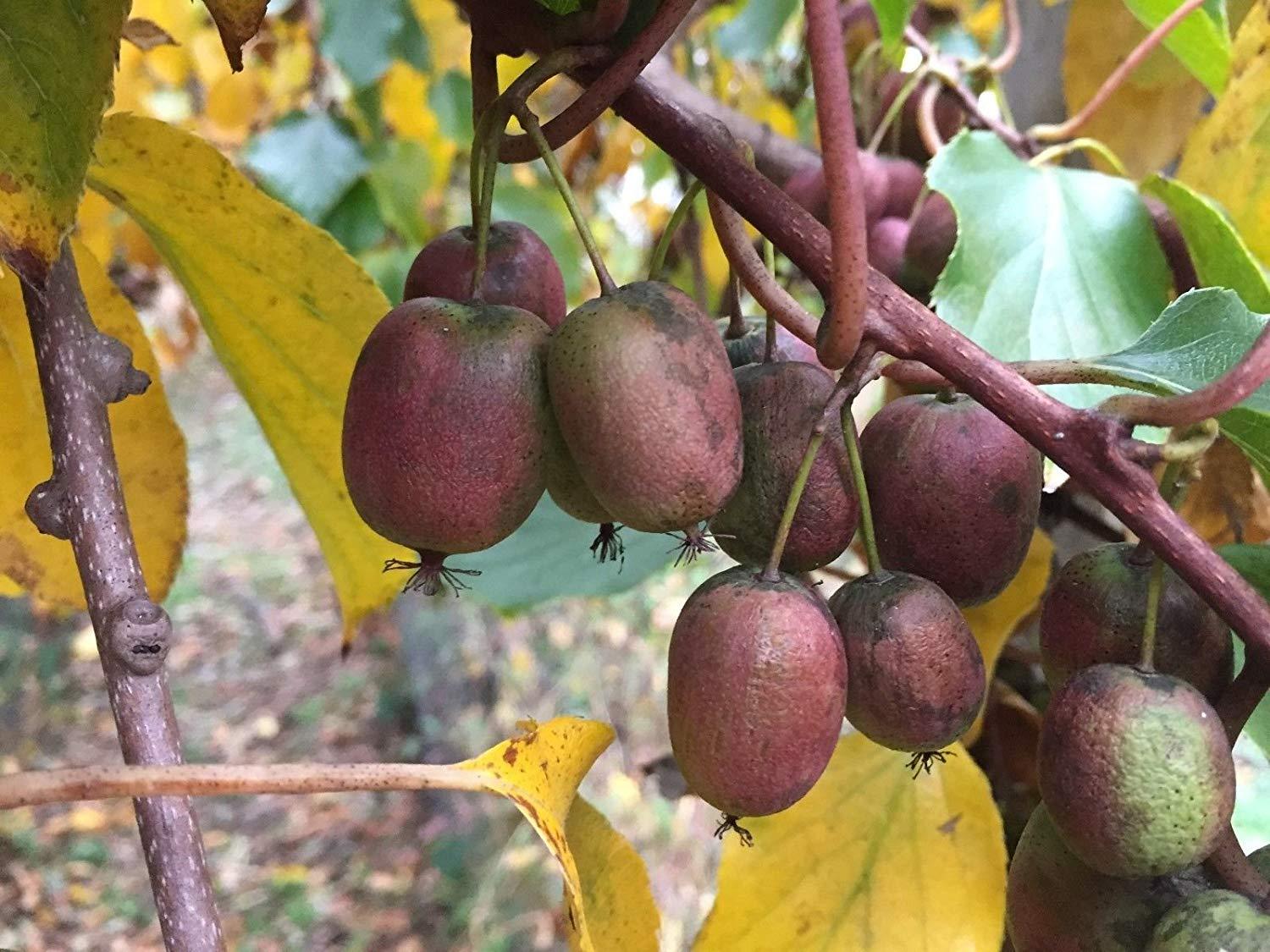 Anna hardy kiwi plant