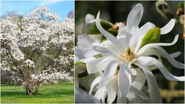 Royal Star Magnolia (1-2') - Home Garden Outdoor Living - $77.99