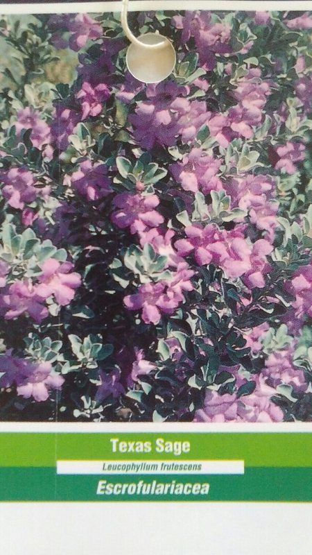 3 gal. TEXAS SAGE Shrub Live Flowering Purple Home Landscape Plants Garden Bush - $77.55