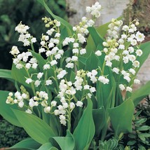 5 Lily of the Valley Bareroot - $10.00