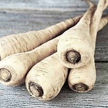 Parsnip, Hollow Crown Seeds, Organic, NON GMO , 25 seeds per pack,Sweet white fl - $3.00