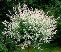 Japanese Dappled Nishiki Willow 4" pot shrub/tree image 3