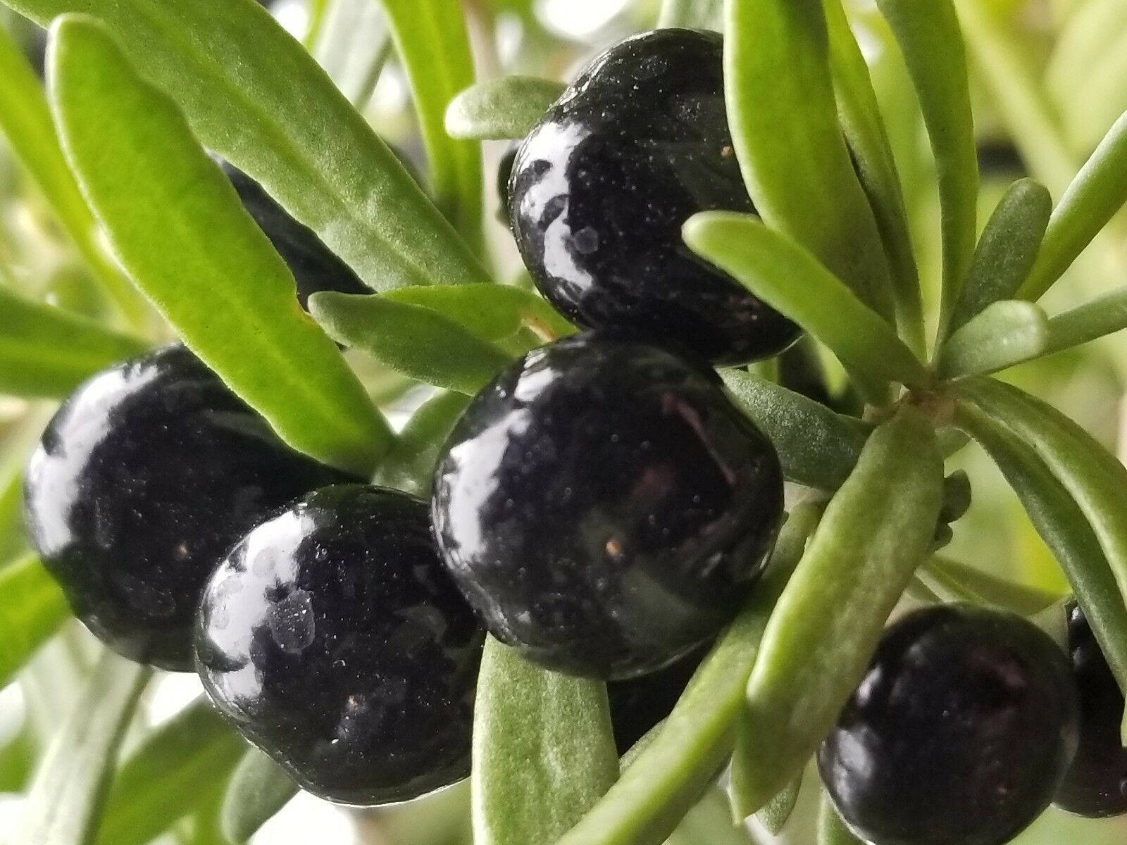 Black goji berry plant