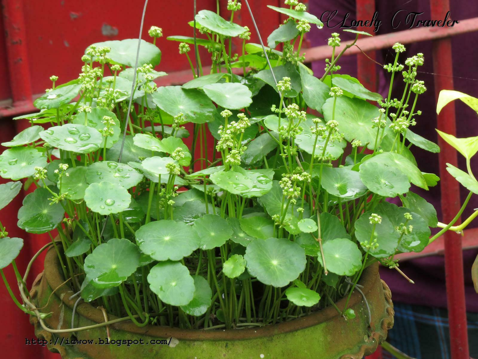 10 Brahmi gotu kola asiatic Indian pennywort Rauma editble medicinal live plant