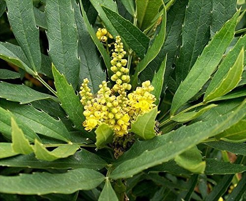 1 Starter Plant of Mahonia Fortunei - Scientific Name: Berberis ...