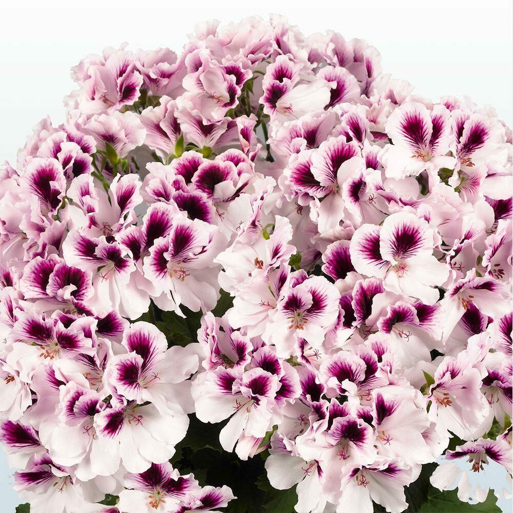 10 White Purple Geranium Seeds Perennial Flower Seed Flowers Bloom - $18.90