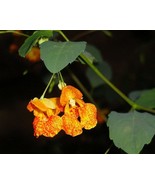 50 seeds Jewelweed Impatiens Capensis Native for Hummingbirds  - $16.90
