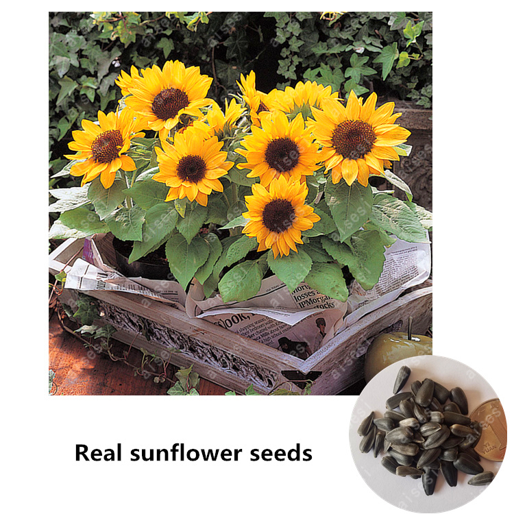 bonsai 20 pcs/pask Dwarf Sunflower seeds mini sunflower