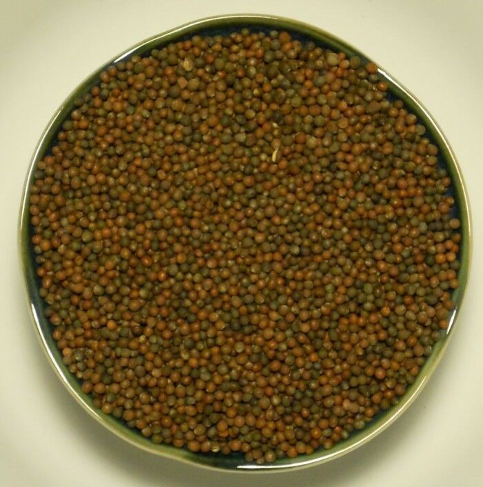 Vates Collards Seed Long Standing Cold Hardy Garden Collard Seeds