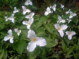 White Trillium 20 bulbs image 5