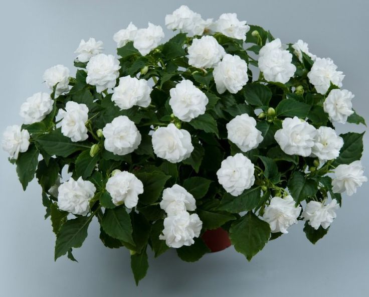 20 seeds/lot White Double Impatiens Flower Seeds Roses