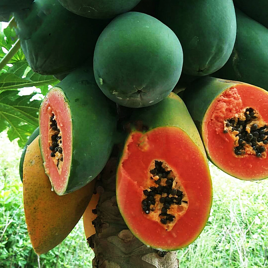 Top 28+ Wallpapers fruit with green skin and red inside Latest