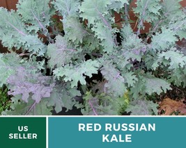 250 Pcs Red Russian Kale Heirloom Seeds GMO Free Brassica oleracea Seed - $19.48