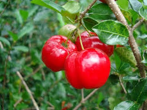 Barbados Cherry, Acerola Cherry Tree, rooted Live Plant cutting- High Vitamin C