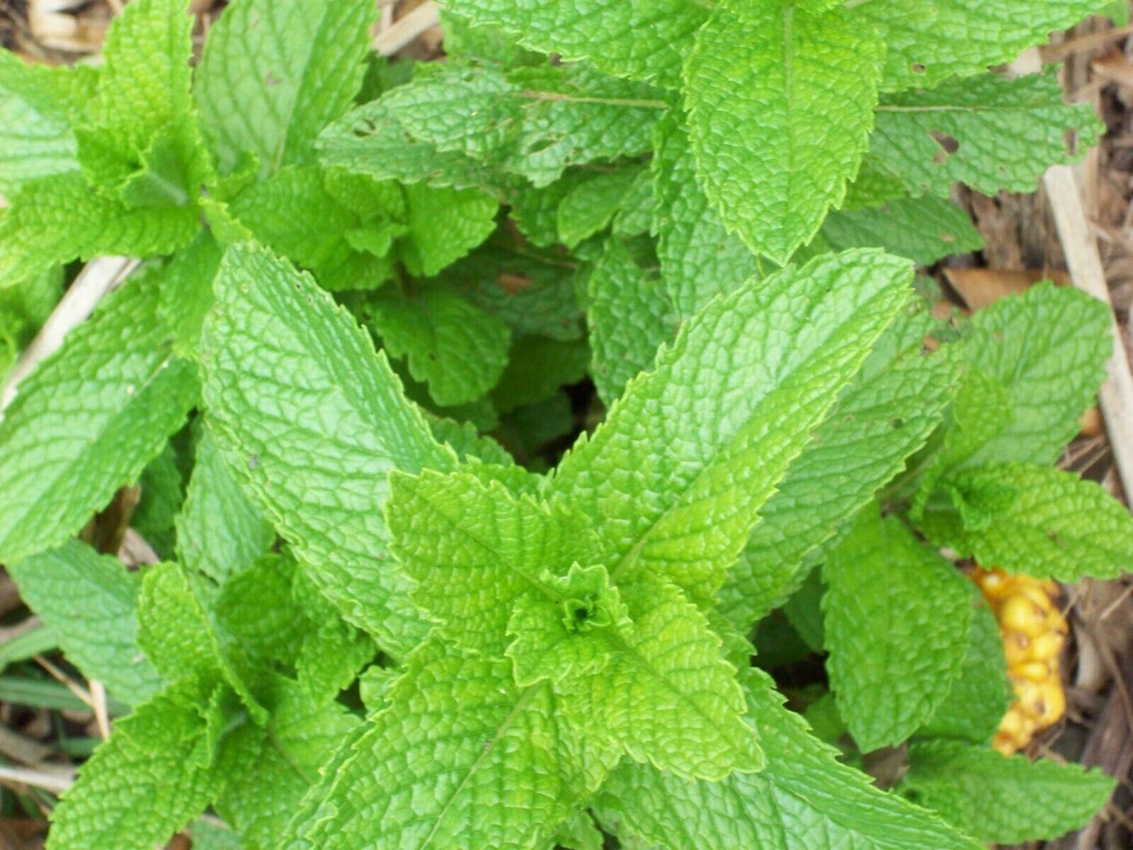 spear mint seeds spear mint seeds
